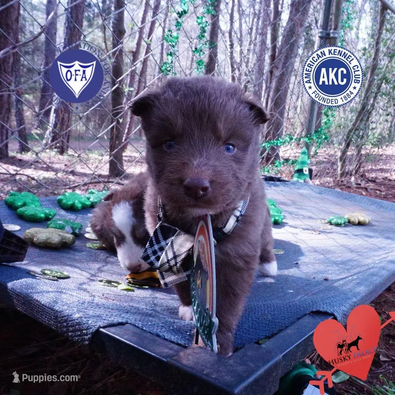 Solid Brown OFA AKC – Siberian Husky puppy for sale in Anderson, SC