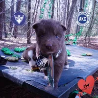 Solid Brown OFA AKC, a male Siberian Husky for sale in Anderson, SC – Photo 1 of 10