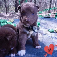Solid Brown OFA AKC, a male Siberian Husky for sale in Anderson, SC – Photo 2 of 10