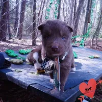 Solid Brown OFA AKC, a male Siberian Husky for sale in Anderson, SC – Photo 8 of 10