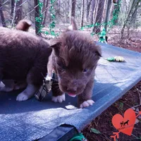 Solid Brown OFA AKC, a male Siberian Husky for sale in Anderson, SC – Photo 5 of 10