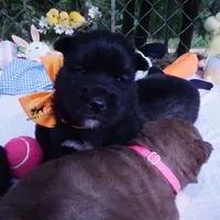 AKC Solid Black OFA & Embark, a female Siberian Husky for sale in Anderson, SC – 7 of 10