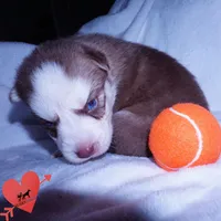 AKC OFA Red/white, a male Siberian Husky for sale in Anderson, SC – 4 of 10