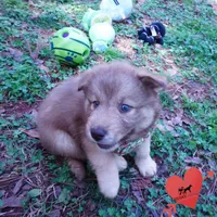 Solid Brown AKC OFA Tested, a female Siberian Husky for sale in Anderson, SC – Photo 7 of 10