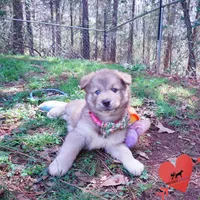 Solid Brown AKC OFA Tested, a female Siberian Husky for sale in Anderson, SC – Photo 4 of 10