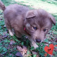 Solid Brown AKC OFA Tested, a female Siberian Husky for sale in Anderson, SC – Photo 5 of 10