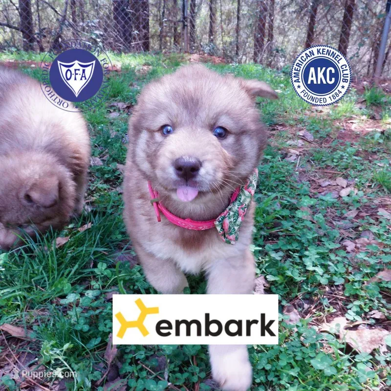 Solid Brown AKC OFA Tested – Siberian Husky puppy for sale in Anderson, SC