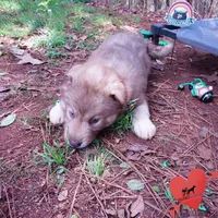 Solid Brown AKC OFA Tested, a female Siberian Husky for sale in Anderson, SC – Photo 6 of 10
