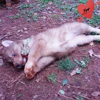 Solid Brown AKC OFA Tested, a female Siberian Husky for sale in Anderson, SC – Photo 2 of 10