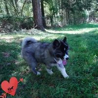 AKC Agouti OFA & Embark, a female Siberian Husky for sale in Anderson, SC – Photo 4 of 10