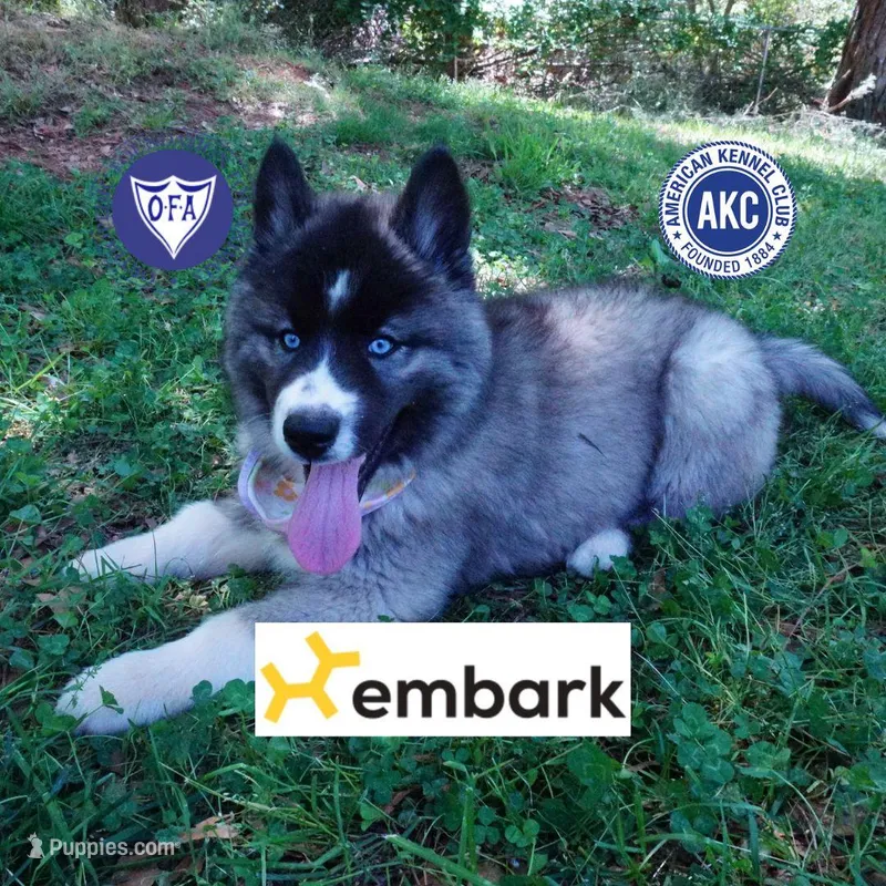 AKC Agouti OFA & Embark – Siberian Husky puppy for sale in Anderson, SC