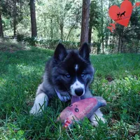 AKC Agouti OFA & Embark, a female Siberian Husky for sale in Anderson, SC – Photo 6 of 10