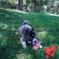 AKC Agouti OFA & Embark, a female Siberian Husky for sale in Anderson, SC – Photo 7 of 10