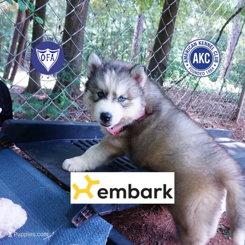 Black/white AKC OFA Embark - Gerogina – Siberian Husky puppy for sale in Anderson, SC