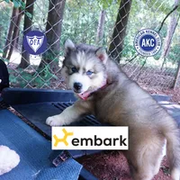 Black/white AKC OFA Embark - Gerogina, a male Siberian Husky for sale in Anderson, SC – 1 of 10
