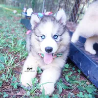 OFA & Embark Tested Parents, a female Siberian Husky for sale in Anderson, SC – 9 of 10