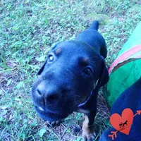 OFA & Embark Tested Parents, a female Doberman Pinscher for sale in Anderson, SC – 5 of 10