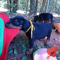 AKC Euro OFA & Embark - Huu, a male Doberman Pinscher for sale in Anderson, SC – 8 of 10
