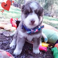 AKC & OFA Poseidon, a male Siberian Husky for sale in Anderson, SC – 8 of 10