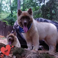AKC Embark & OFA Parents, a male Siberian Husky for sale in Anderson, SC – 2 of 10