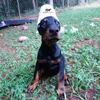 Ear cropped AKC Euro OFA & Embark, a male Doberman Pinscher for sale in Anderson, SC – 7 of 10