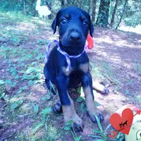 OFA & Embark Tested Parents, a female Doberman Pinscher for sale in Anderson, SC – 4 of 10