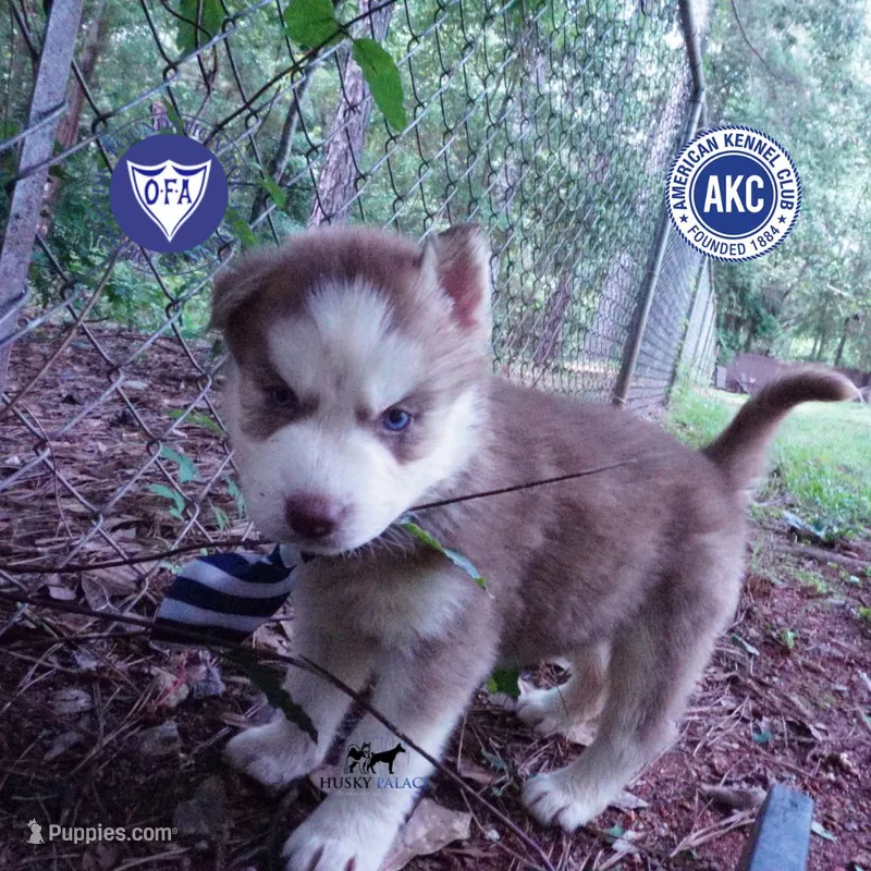 AKC OFA Red/white – Siberian Husky puppy for sale in Anderson, SC