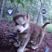 AKC OFA Red/white, a male Siberian Husky for sale in Anderson, SC – 1 of 10