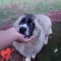 AKC Agouti Embark & OFA Parents, a female Siberian Husky for sale in Anderson, SC – 5 of 10