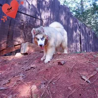 OFA & Embark Tested Parents, a female Siberian Husky for sale in Anderson, SC – 3 of 10
