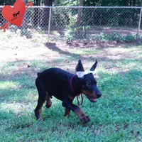 Ear cropped AKC Euro OFA & Embark, a male Doberman Pinscher for sale in Anderson, SC – 5 of 10