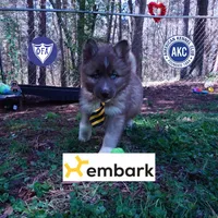 Solid Brown Embark OFA AKC, a male Siberian Husky for sale in Anderson, SC – Photo 1 of 10