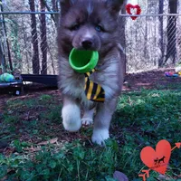 Solid Brown Embark OFA AKC, a male Siberian Husky for sale in Anderson, SC – Photo 2 of 10