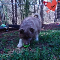 Solid Brown Embark OFA AKC, a male Siberian Husky for sale in Anderson, SC – Photo 4 of 10