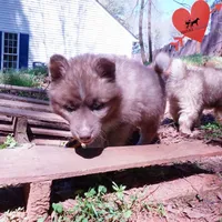 Solid Brown Embark OFA AKC, a male Siberian Husky for sale in Anderson, SC – Photo 5 of 10