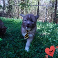 Solid Brown Embark OFA AKC, a male Siberian Husky for sale in Anderson, SC – Photo 7 of 10