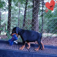 AKC Euro OFA & Embark - Amon, a male Doberman Pinscher for sale in Anderson, SC – 2 of 10