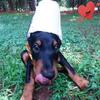 Fully European Parents health tested, a male Doberman Pinscher for sale in Anderson, SC – 4 of 10