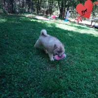 AKC Solid Brown, a female Siberian Husky for sale in Anderson, SC – 6 of 10