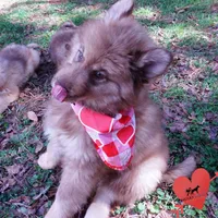 Amber Eyes Embark, OFA, AKC, a male Siberian Husky for sale in Anderson, SC – Photo 7 of 10