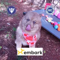 Amber Eyes Embark, OFA, AKC, a male Siberian Husky for sale in Anderson, SC – Photo 1 of 10