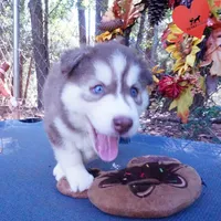 OFA & AKC Red/white, a male Siberian Husky for sale in Anderson, SC – 7 of 10