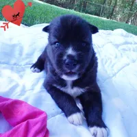 Agouti OFA, AKC, & Embark, a female Siberian Husky for sale in Anderson, SC – 5 of 10