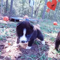 Iceman - Black/white, a male Siberian Husky for sale in Anderson, SC – 2 of 10