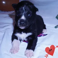 Kate - Solid Black, a female Siberian Husky for sale in Anderson, SC – 3 of 10
