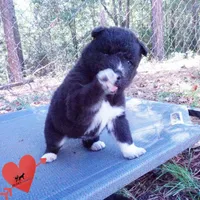 Solid Black - Rogue, a female Siberian Husky for sale in Anderson, SC – 2 of 10
