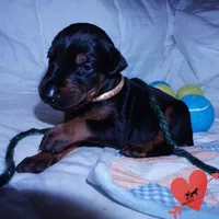 AKC Euro OFA & Embark - Hahn, a male Doberman Pinscher for sale in Anderson, SC – 6 of 10