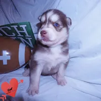 Red/white Ready mid October, a female Siberian Husky for sale in Anderson, SC – 7 of 10