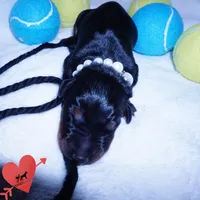 AKC Euro OFA & Embark, a male Doberman Pinscher for sale in Anderson, SC – 2 of 10