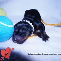 Euro, OFA, Embark, & AKC, a male Doberman Pinscher for sale in Anderson, SC – 2 of 10